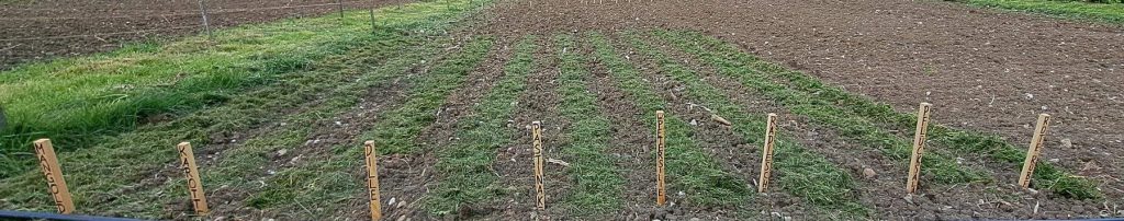 zwischen den Reihen gemulcht mit unserem Rasenschnitt, welcher die Pflanzen gleichzeitig mit wichtigen Nährstoffen versorgt und damit der am leichtesten verfügbare Dünger ist