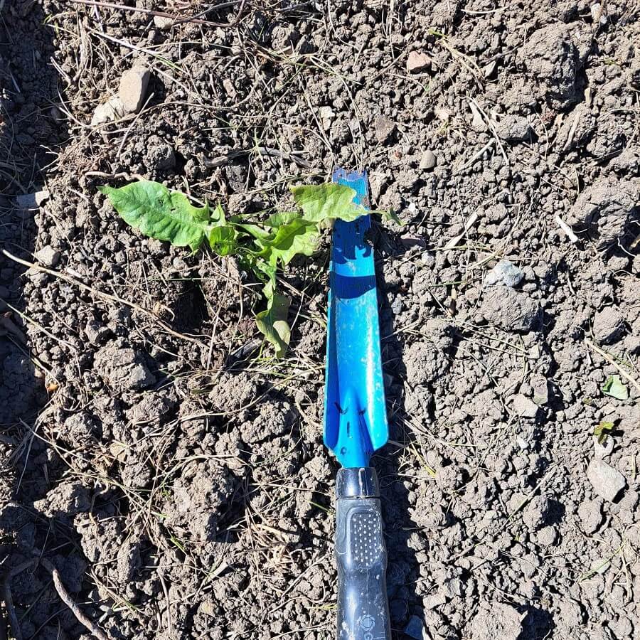 Unkrautstecher: fürs Rausholen tiefwurzelnden Beikrauts