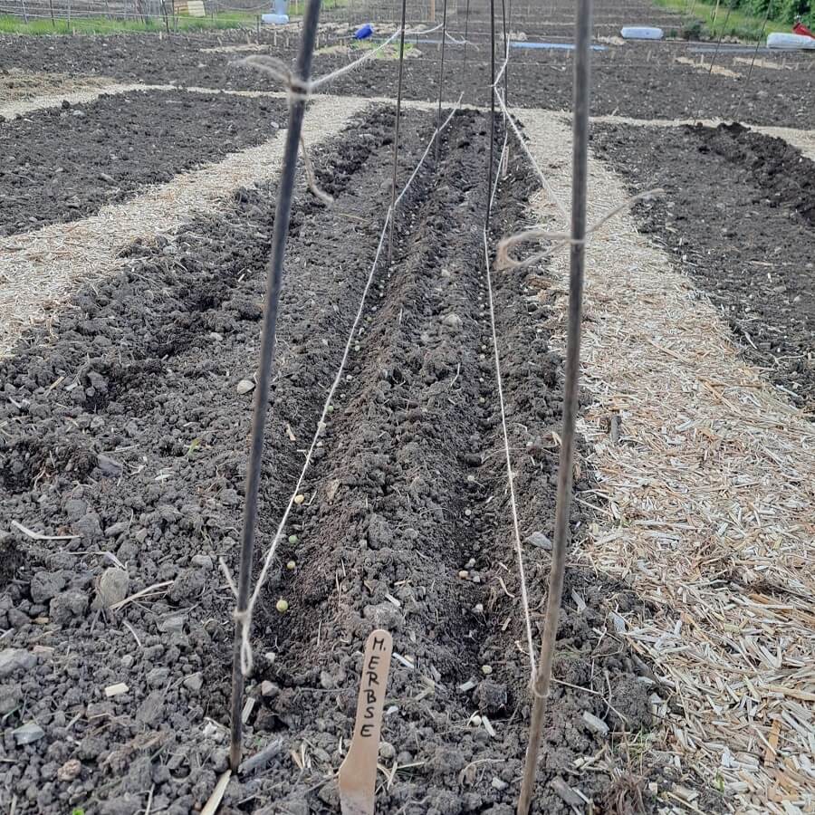 Aussaat von Erbsen mit Pflanzschnur, die man bei Erbsen gleich an den Stäben lassen kann