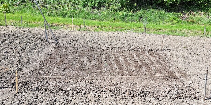 Das Feld vorbereiten
mit Rechen vorbereiteter Aussaatboden: in der Mitte krümelige Erde, rundherum klumpige Erde auf den Wegen.
