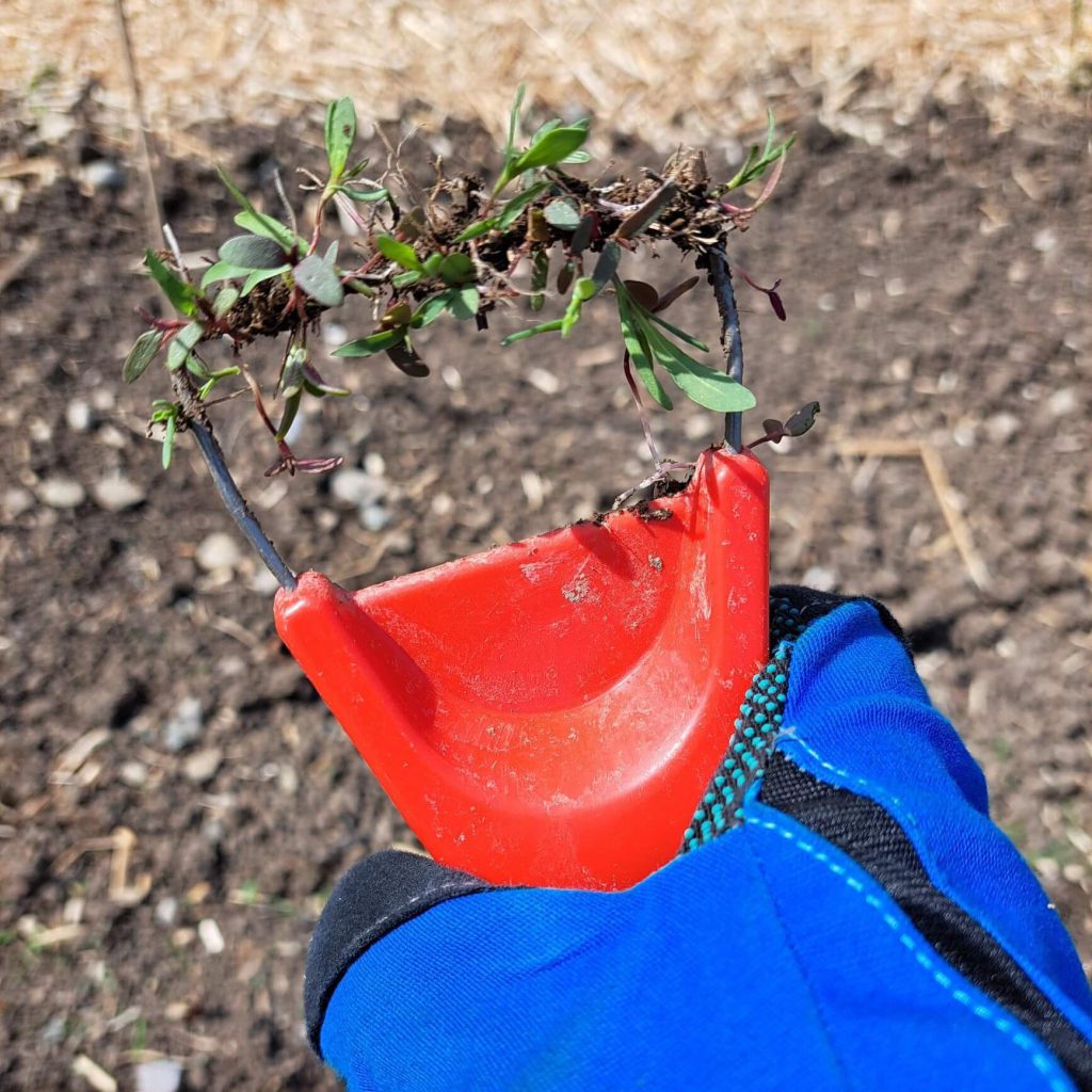 Beim durch den Boden Ziehen werden feine Beikräuter samt Wurzeln rausgezogen