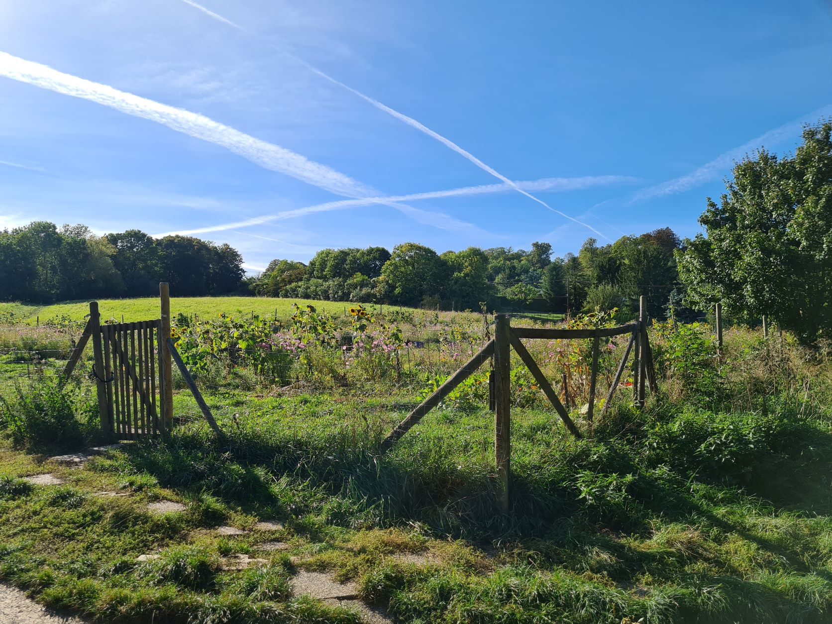 Blick ins blühende Feld in der Bio Selbsternteanlage Trazerberggasse mit blauem Himmel und von sattem Grün umrahmt.