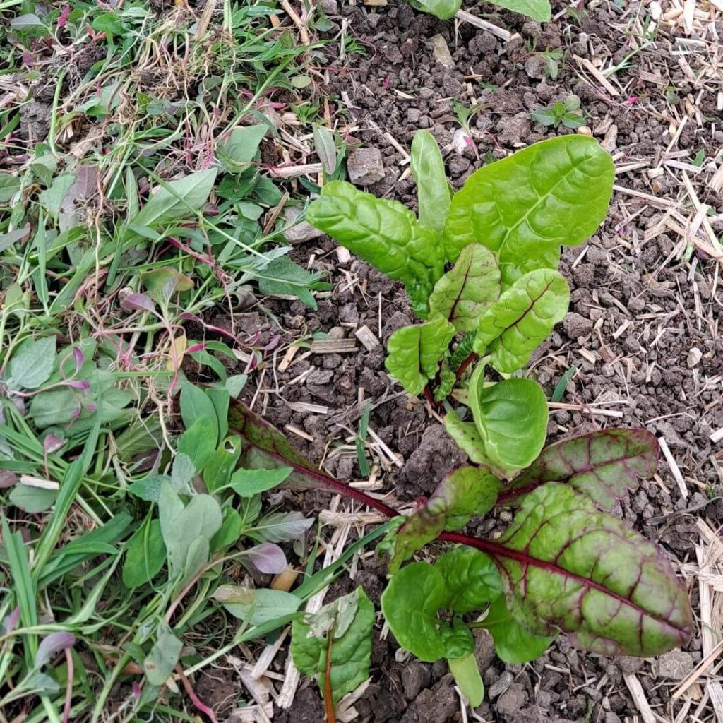 gejätetes Beikraut links als Mulchschicht