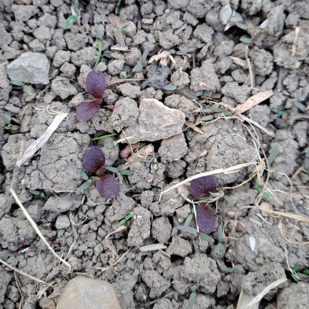 gut unterscheidbar: roter Pflücksalat in Mitten von Beikraut