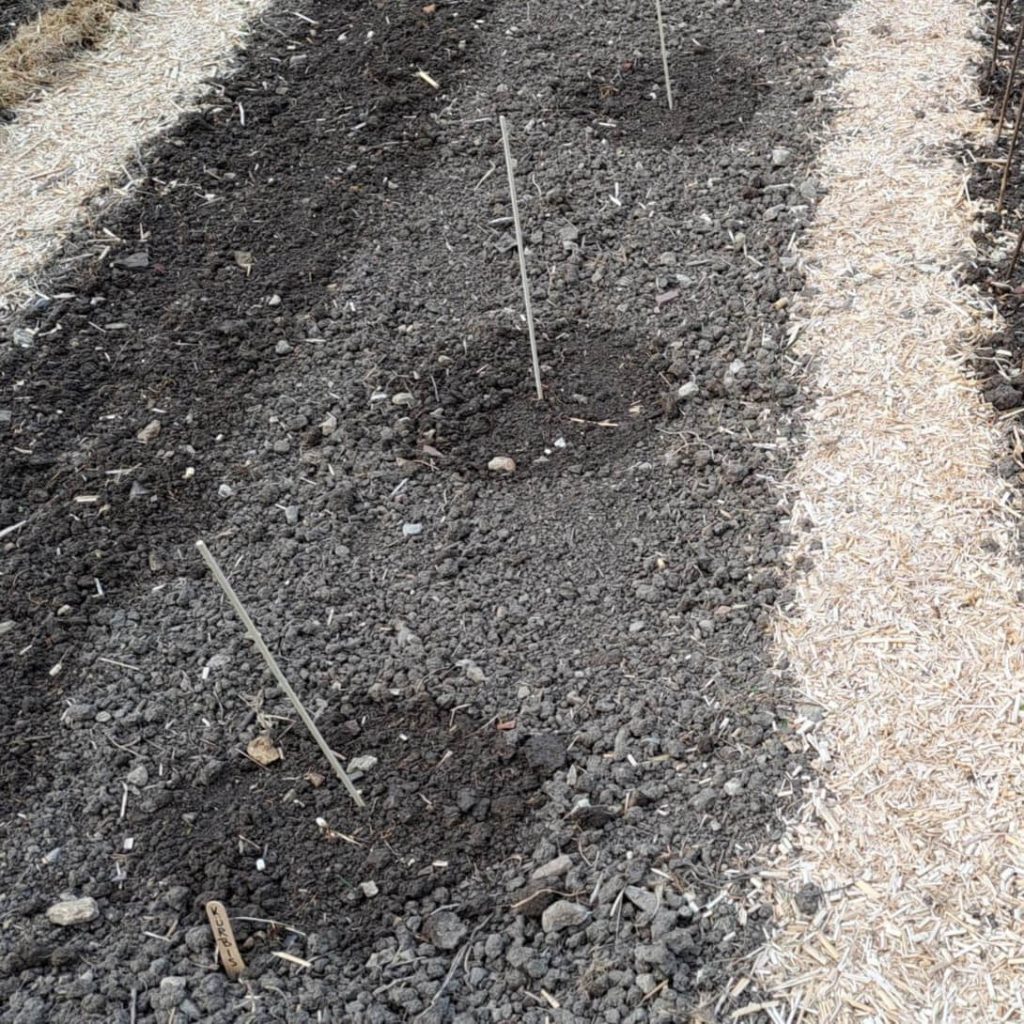 mit einer Markierung ist gezieltes Gießen der Kürbis-Aussaat möglich