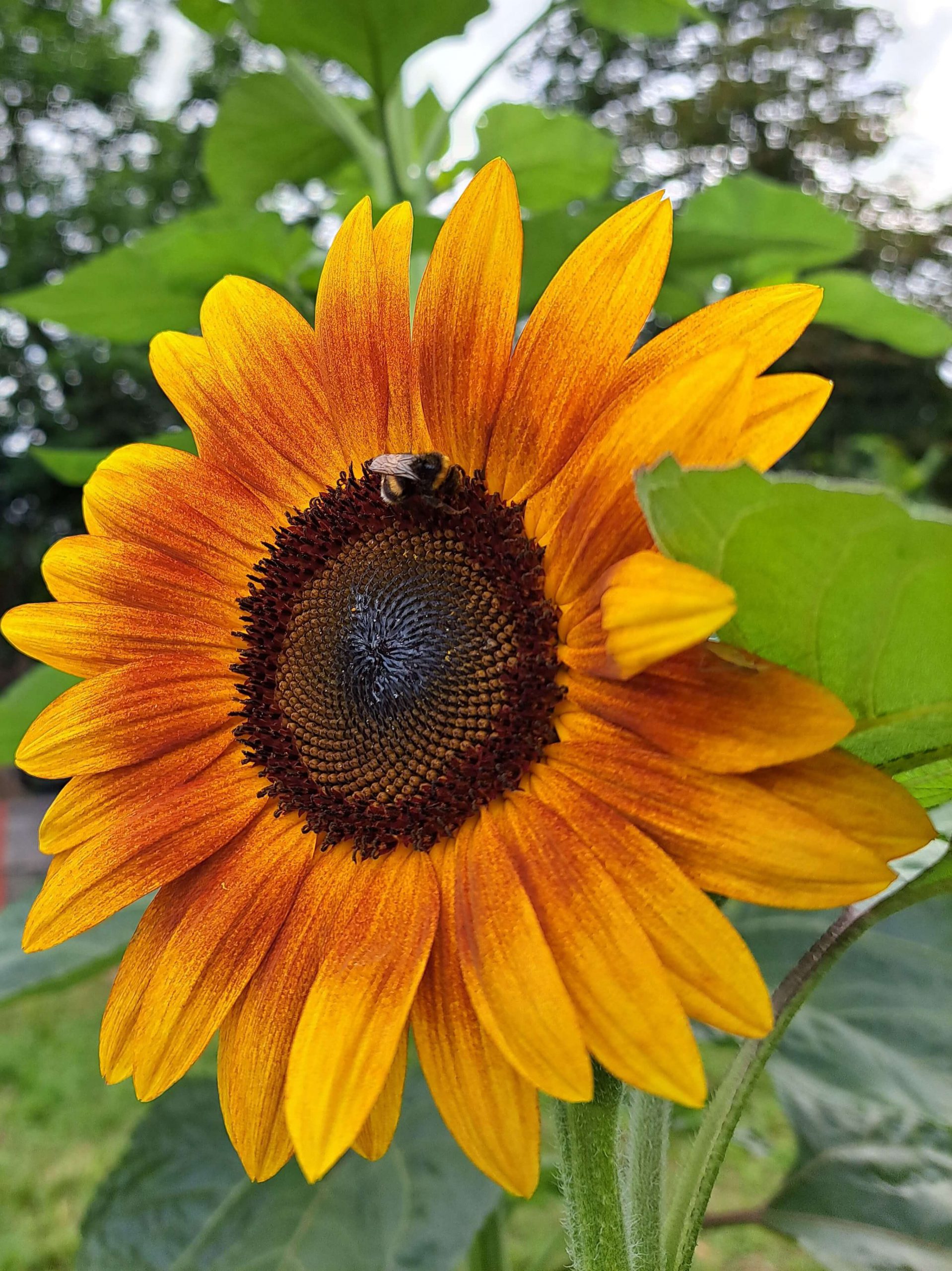 Sonnenblume Wildehummel selbsternte bio