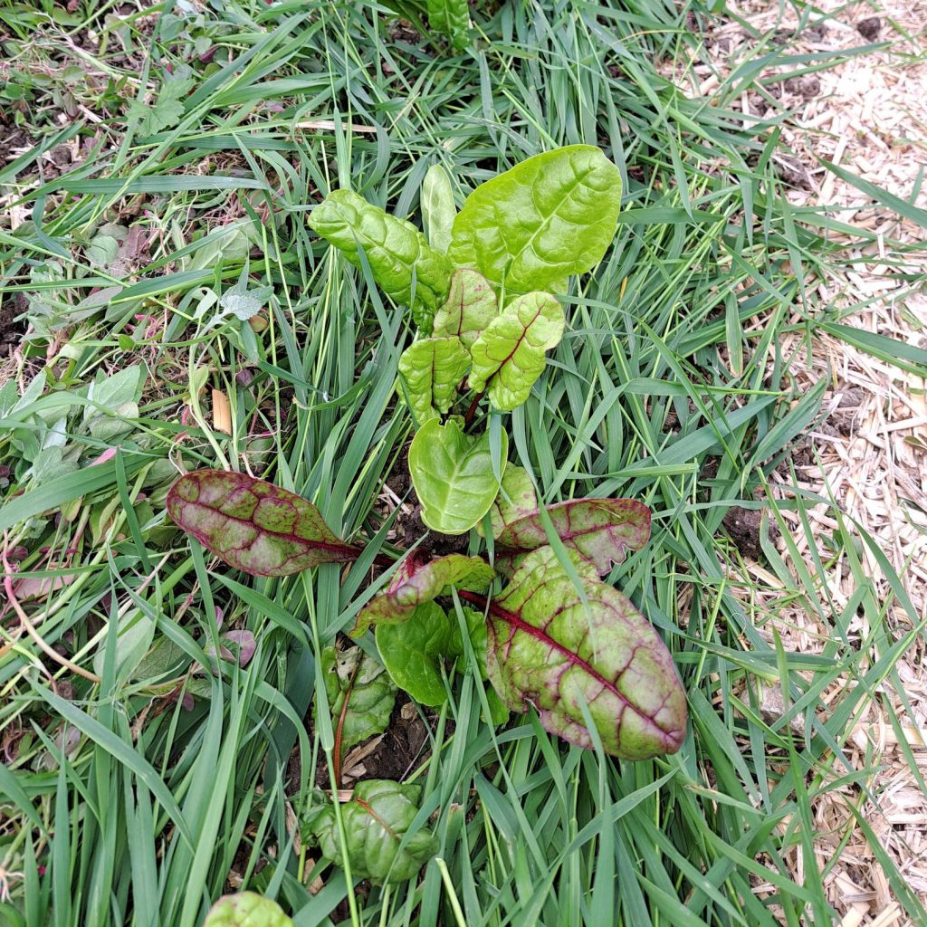 wenn es "nicht genug" Beikraut gibt, Grasschnitt oder Miscanthus nehmen