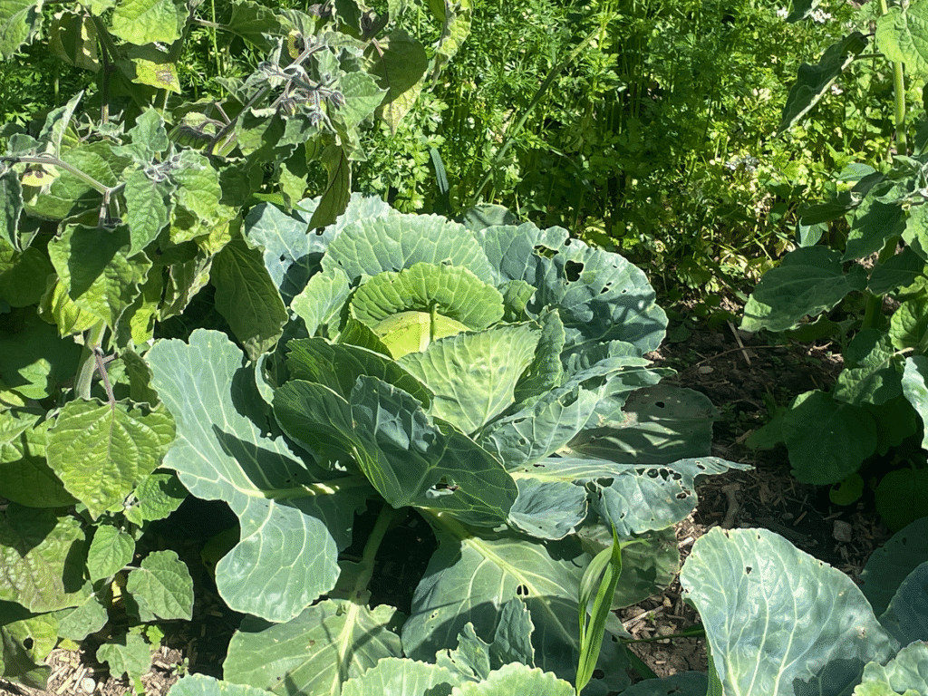 Bioregel
Eine starke "Waffe" gegen die Zerstörung unserer Natur. Das bedeutet, dass Saatgut, Pflanzen, Hilfsstoffe etc. auch biozertifiziert sein müssen und wir einer jährlichen Biokontrolle unterliegen. 
Bioregel bedeutet auch der Verzicht von Plastik und damit der Kampf gegen Mikroplastik, das sich auf der ganzen Welt von den Meeren bis zum Trinkwasser Probleme bereitet.