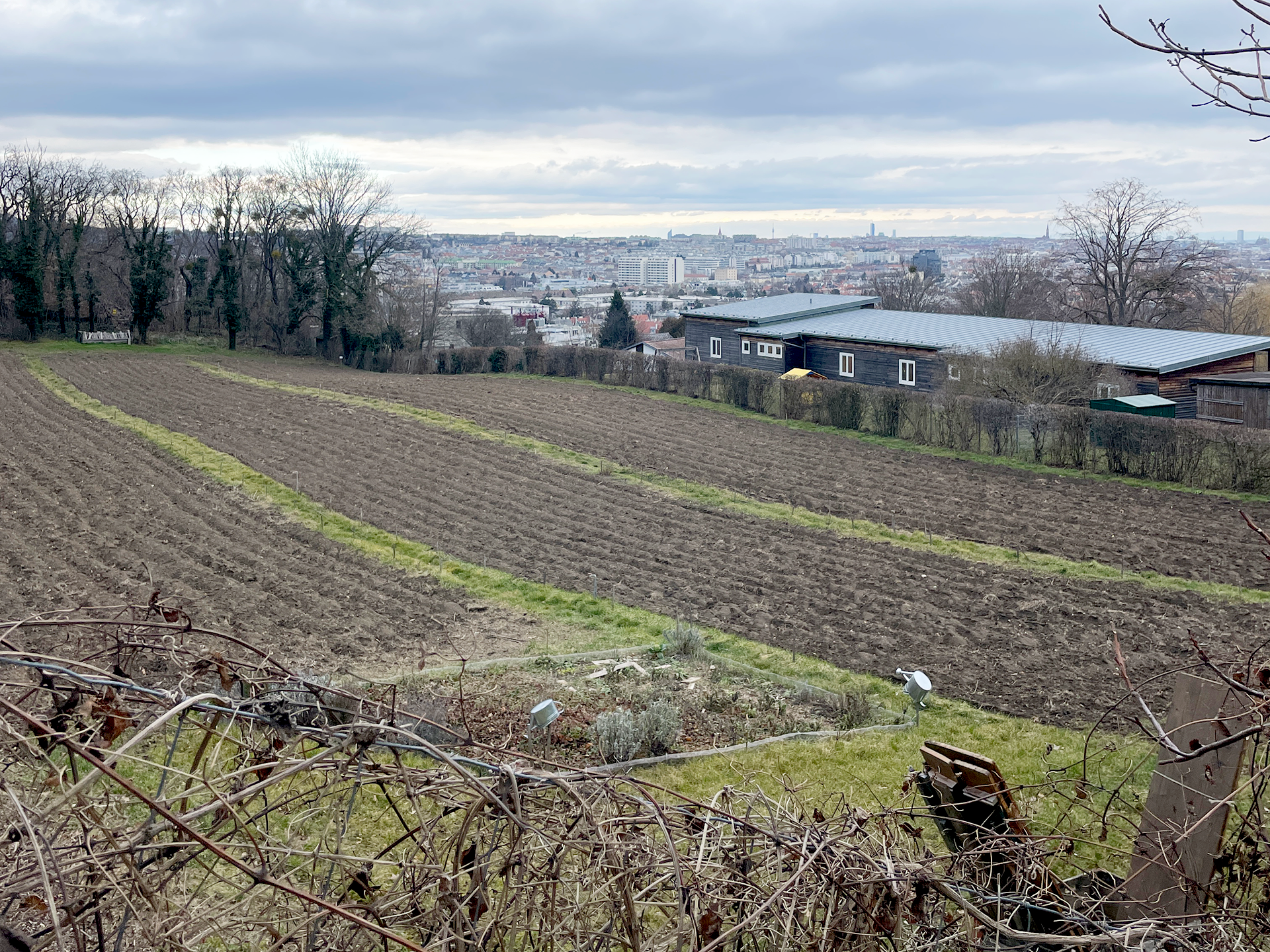 Der Frühling kommt und die Wilde Hummel erwacht