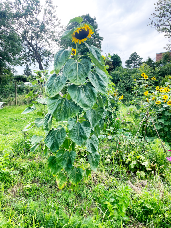 Anbauplan
Hier finden Sie alle Kulturen/Gemüsesortendie wir diese Saison auf das Feld bringen
Spinat, Radieschen, Karotten, Dille, Lauchzwiebel, Salatrauke, rote Rüben, Buschbohnen, Salatgurken, Zuckermais, Cocktailtomaten, Salattomaten, Schnittsellerie, Kohlrabi, Zuckererbsen, Paprikakohl, Nützlingsmischung, Zucchini, Markerbsen, Kürbis, Kopfsalat, Melanzani