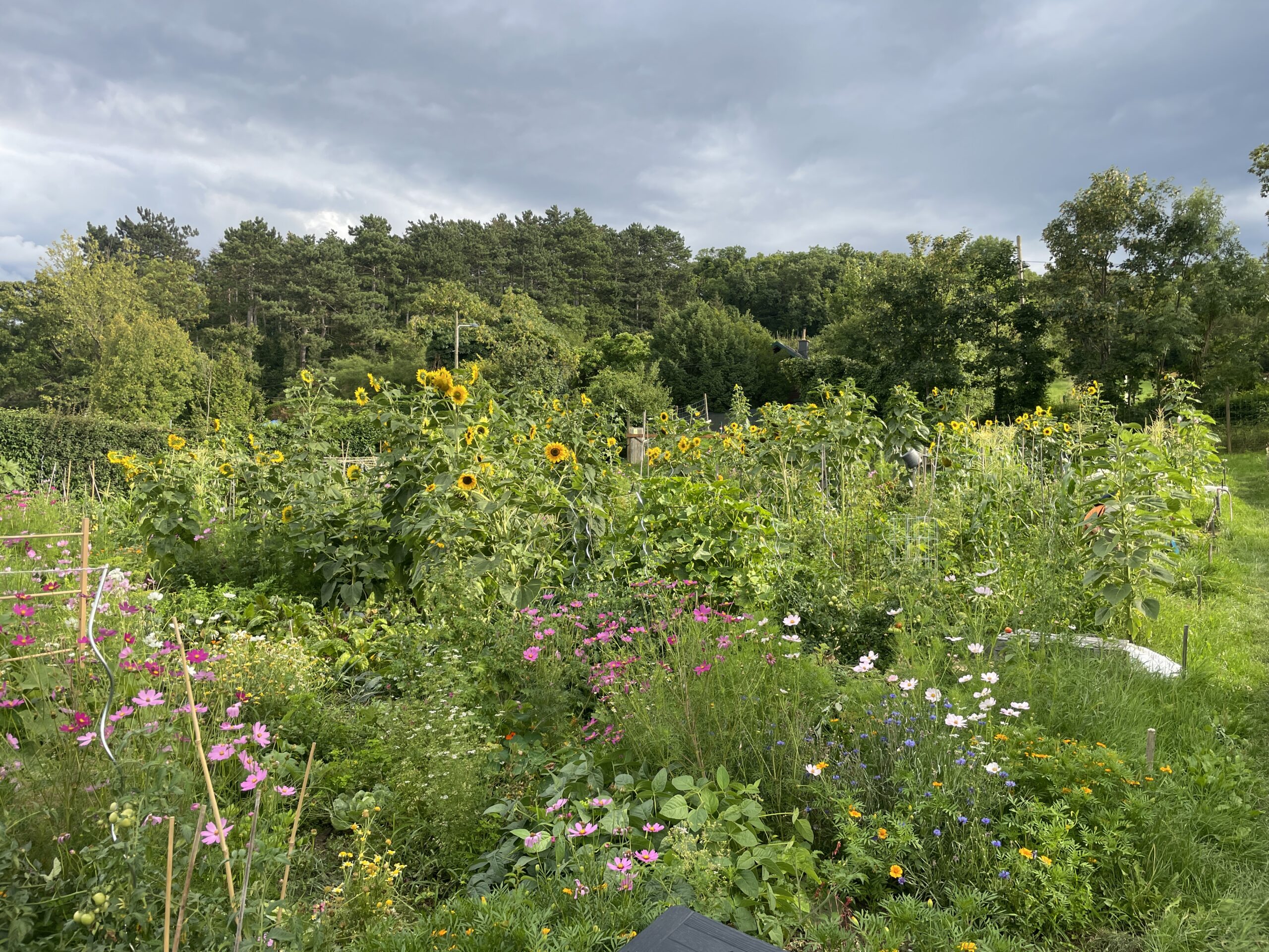 Sommerliche und blühende Landschaft im Selbsterntegarten Angermayergasse in 1130 Wien 