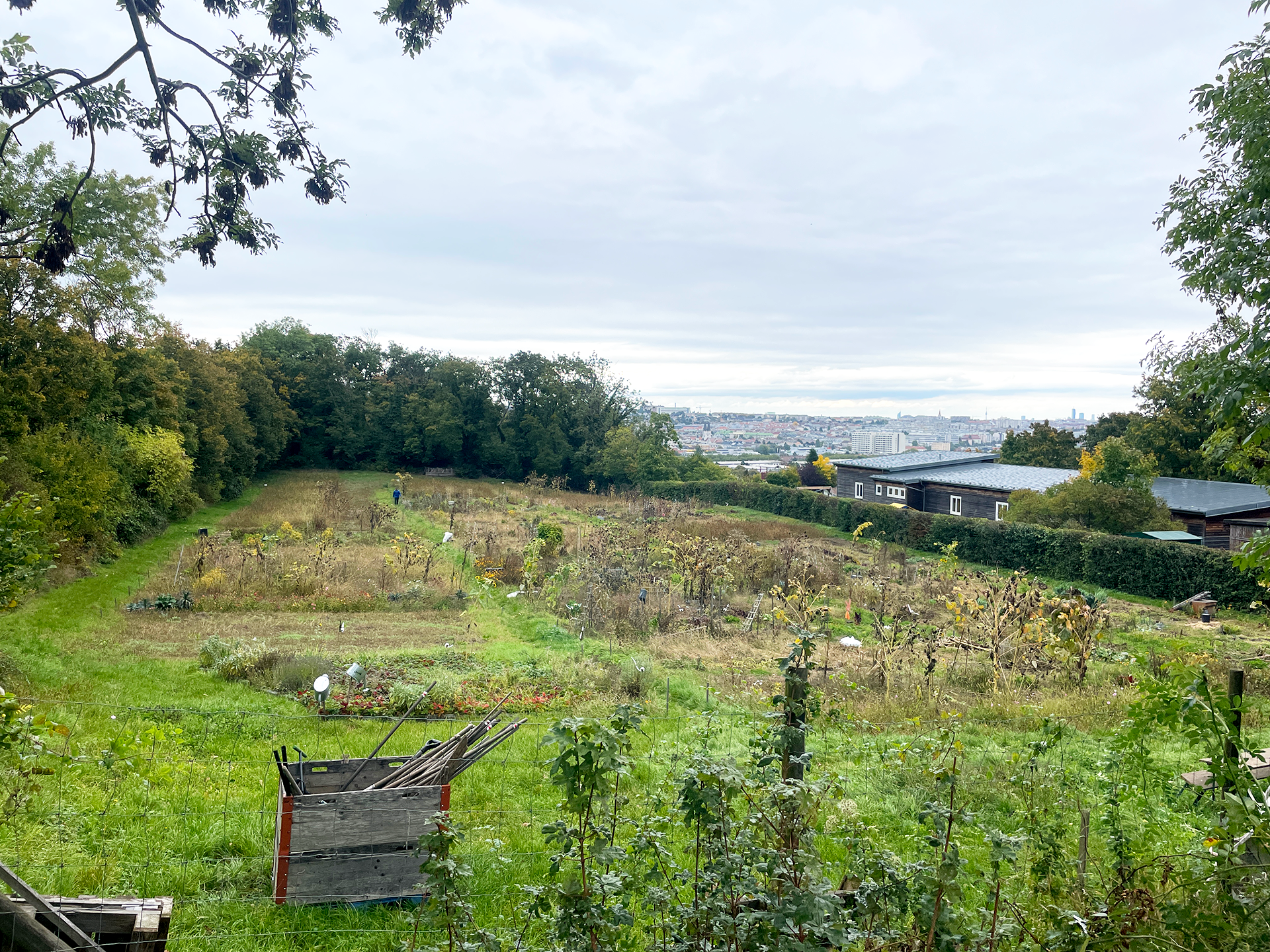 Der Herbst ist da. Entezeit und Schnitt der Pflanzen. Fertigmachen für die Ruhezeit im Winter