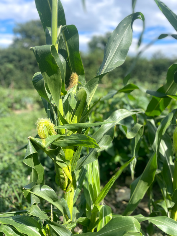 Nutzungsbediungungen
Die Regeln für ein gutes Zusammenleben auf dem Feld.