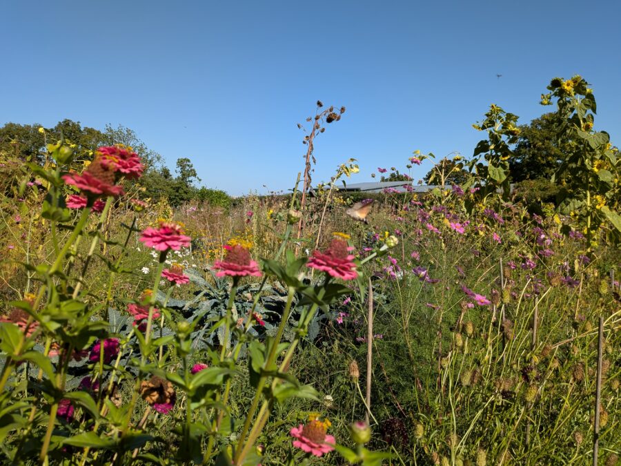 Haben Sie Lust mit uns zu garteln?
Wir fördern Nützlinge
Wir arbeiten ohne Plastik
Wir leben Bio
Wir versuchen nach Prinzipien der Permakultur zu arbeiten
